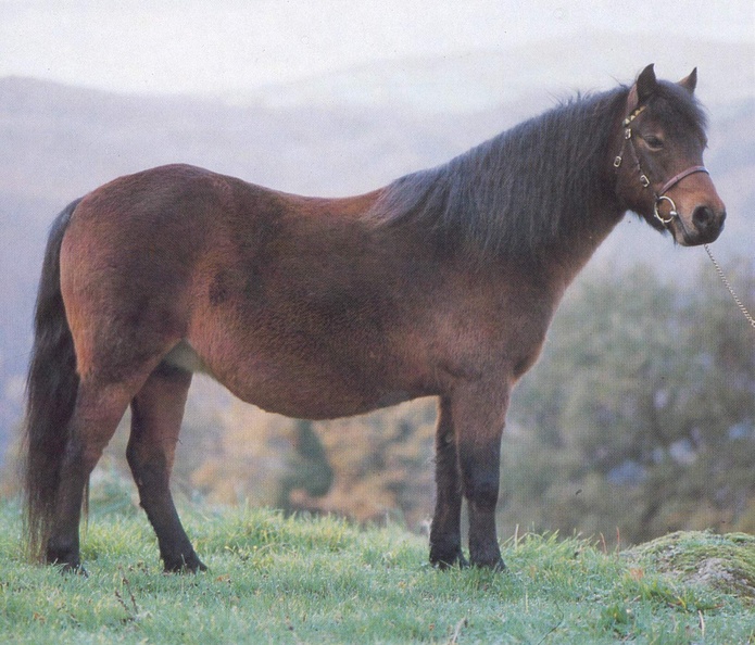 Dartmoor Pony
